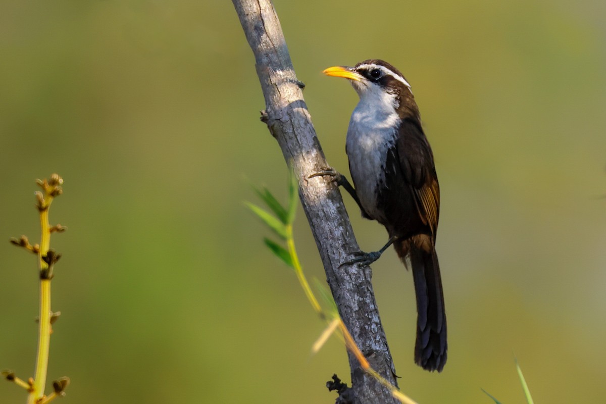 Indian Scimitar-Babbler - ML620533787