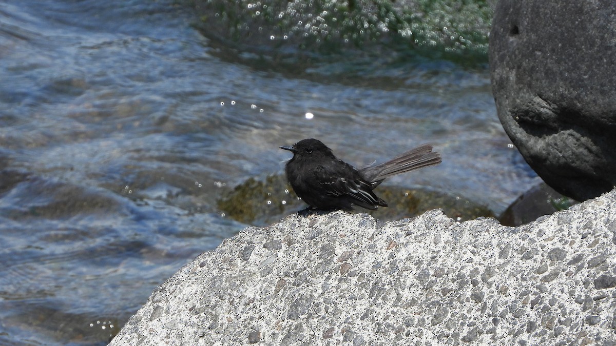 Black Phoebe - ML620533788