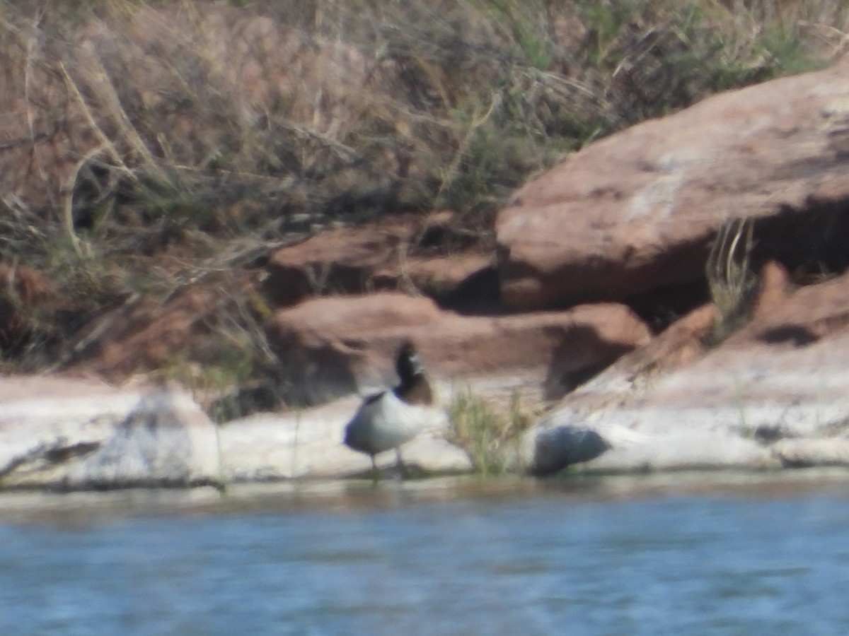 Ring-necked Duck - ML620533807