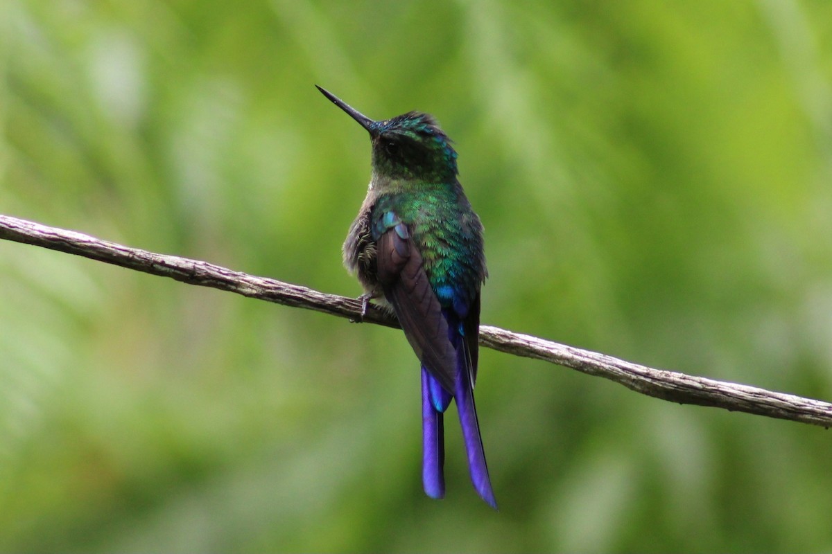 Violet-tailed Sylph - ML620533820