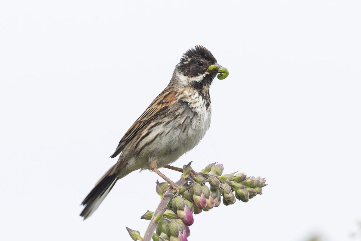 Reed Bunting - ML620533824