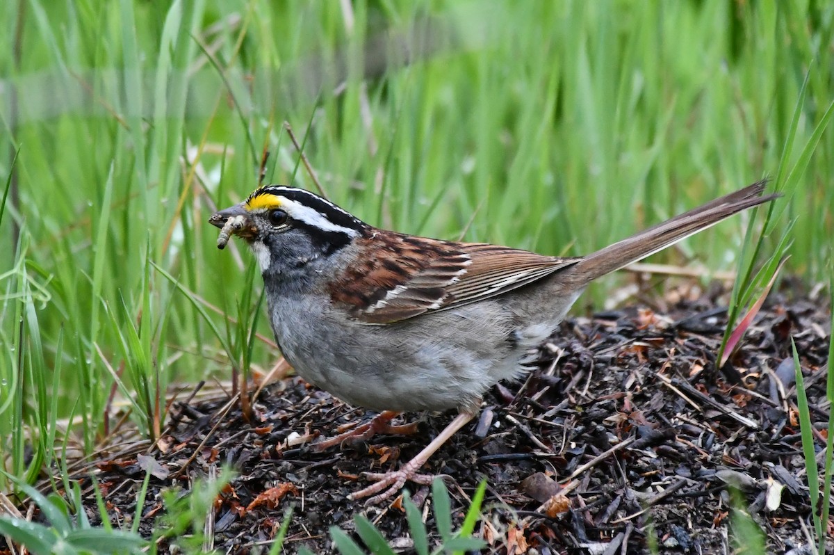 White-throated Sparrow - ML620533833