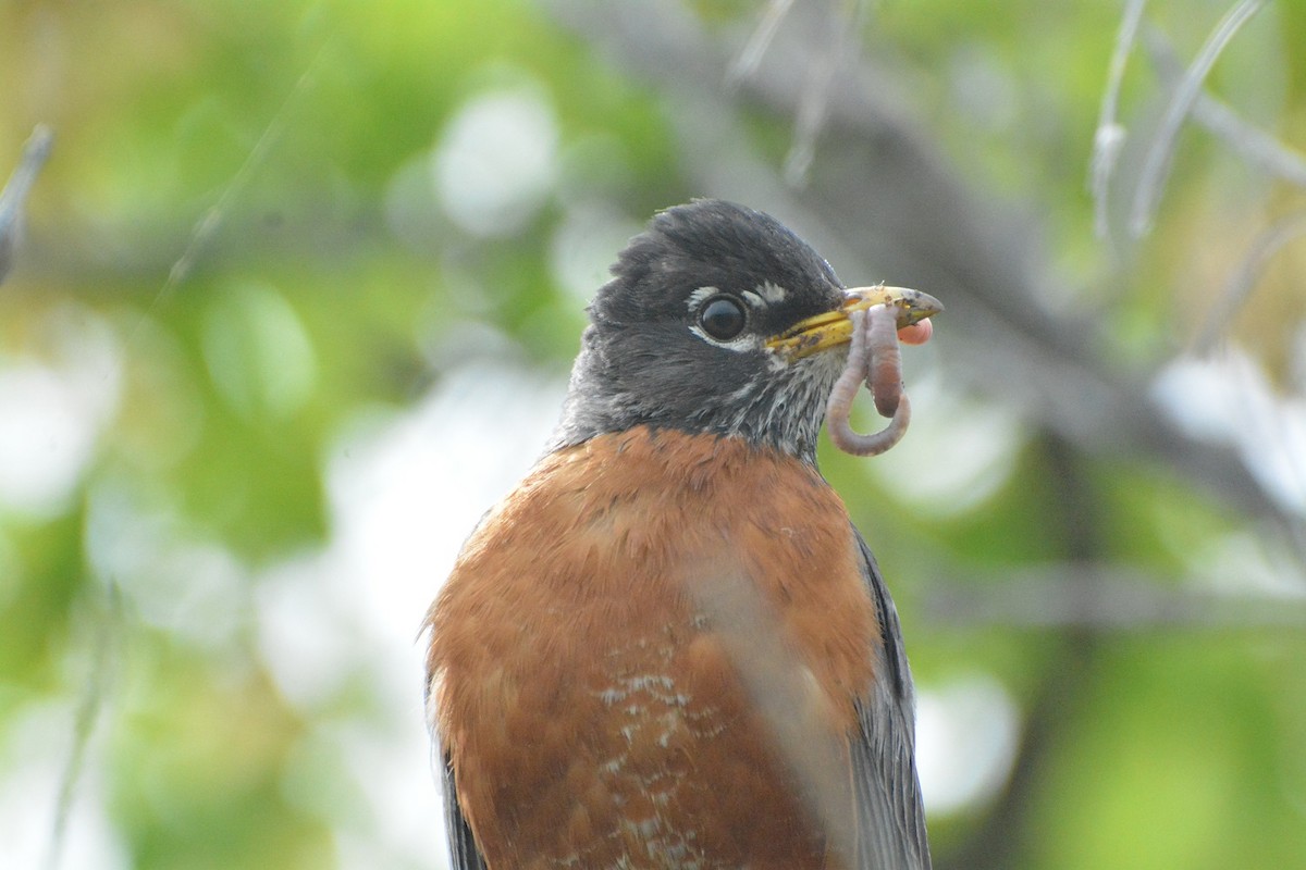 American Robin - ML620533837