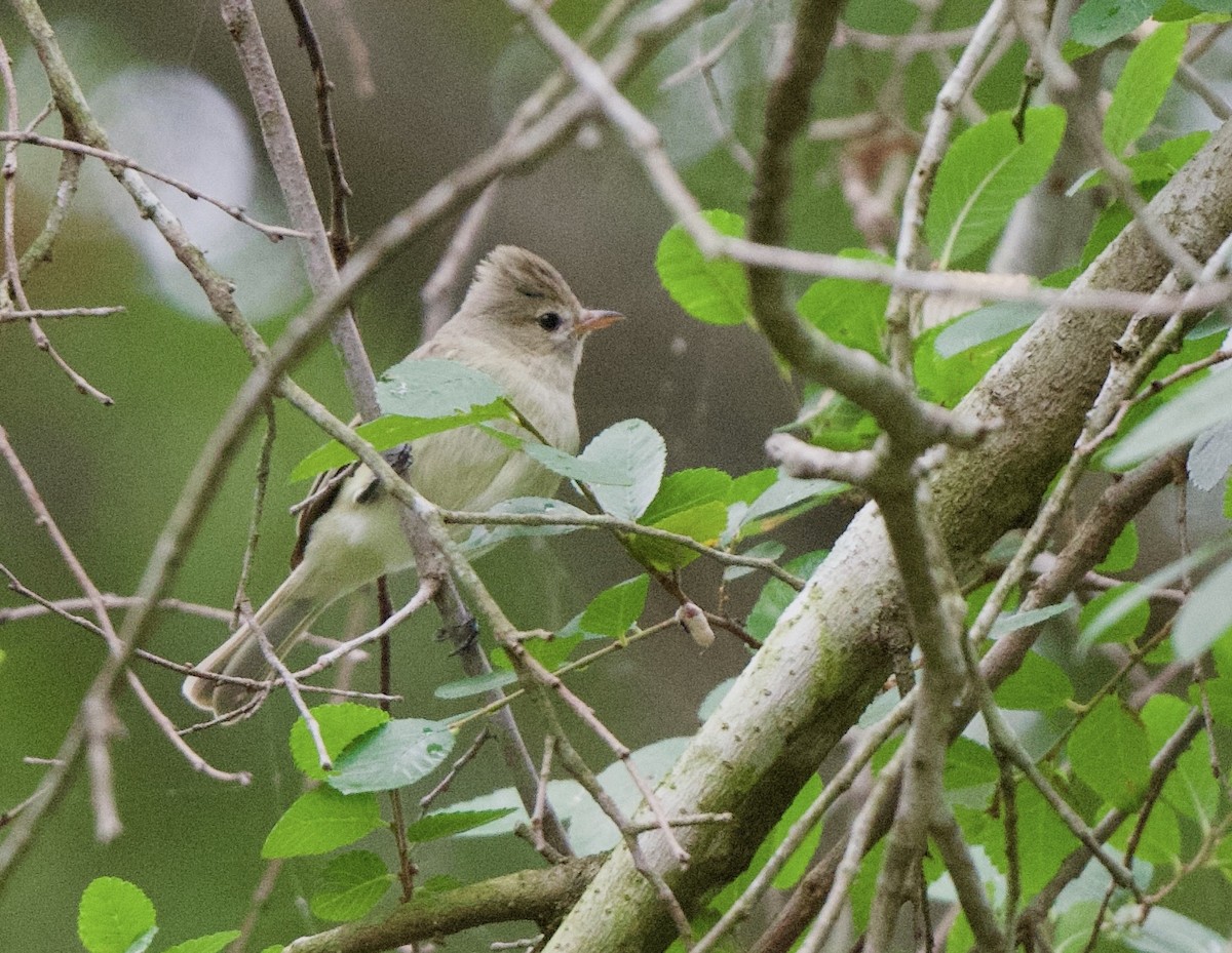 Northern Beardless-Tyrannulet - ML620533841