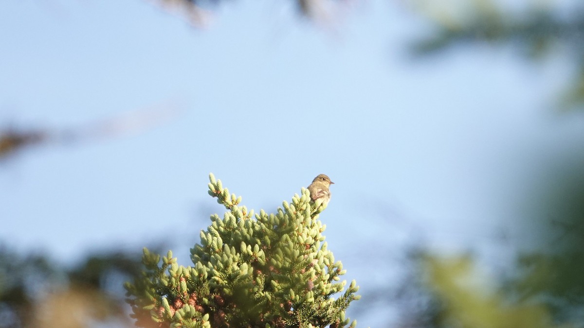 Yellow-bellied Flycatcher - ML620533842