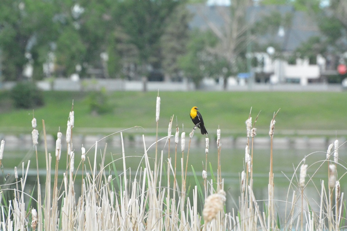 Yellow-headed Blackbird - ML620533847