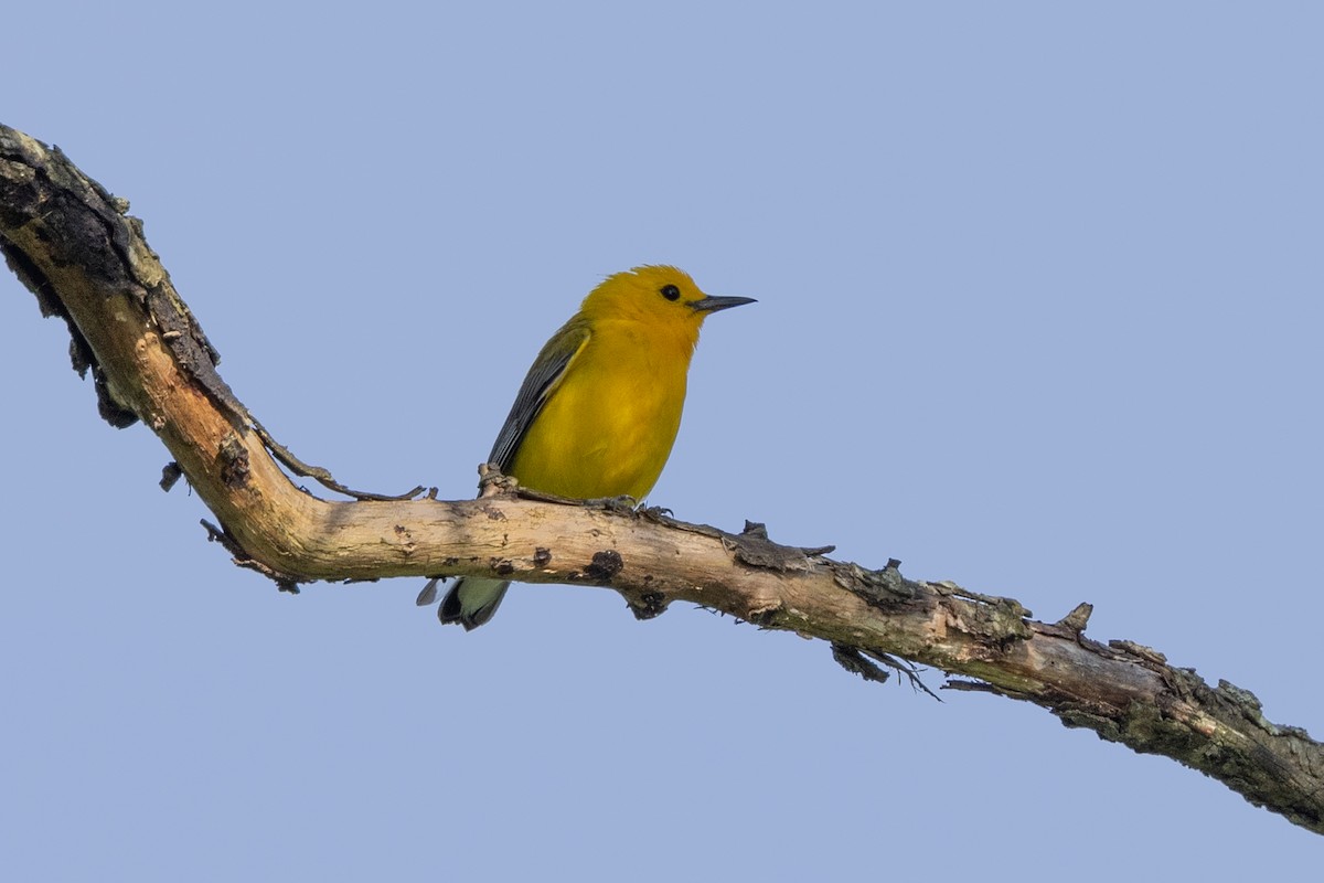 Prothonotary Warbler - ML620533848