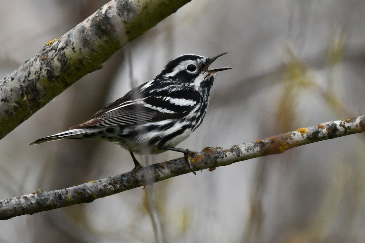 Black-and-white Warbler - ML620533855