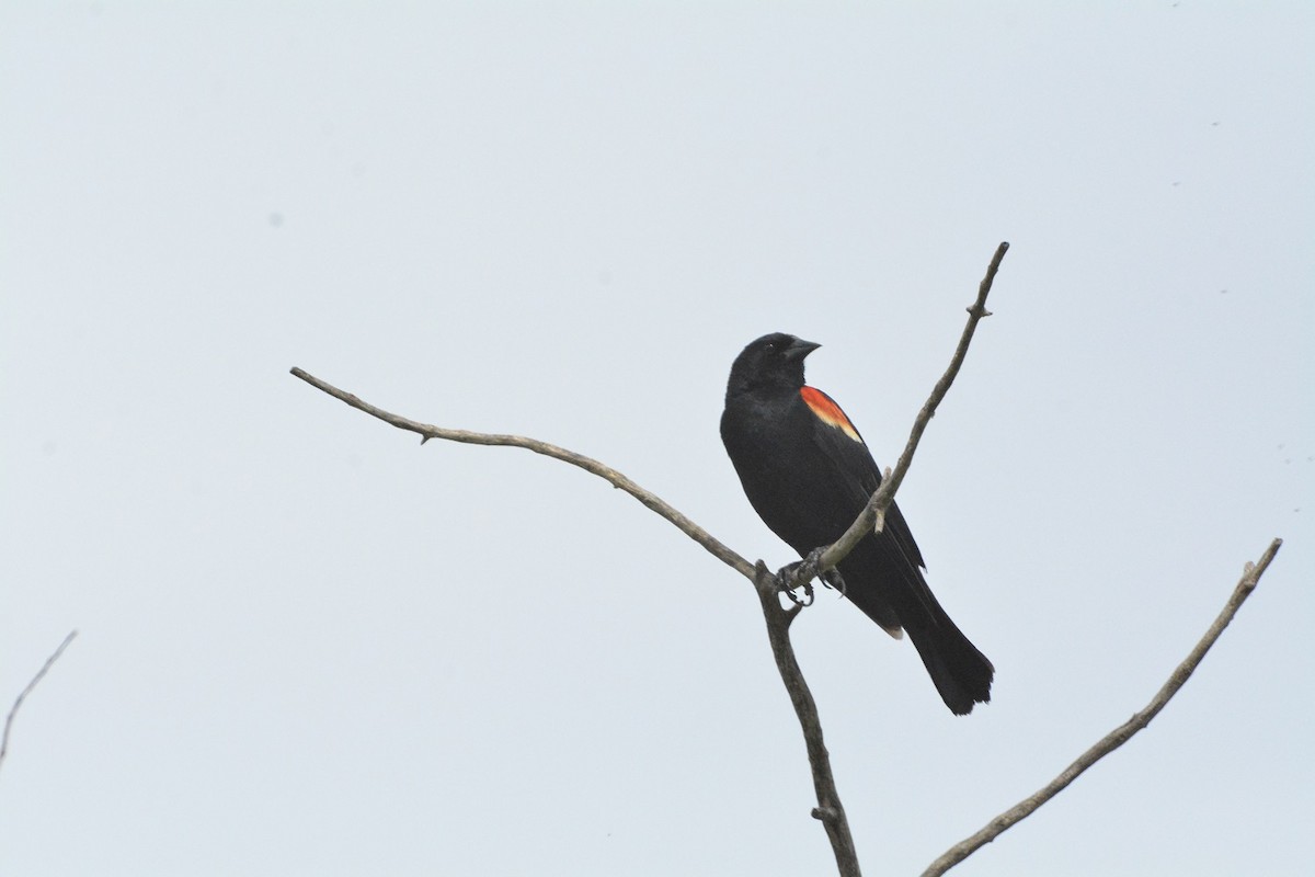 Red-winged Blackbird - ML620533856