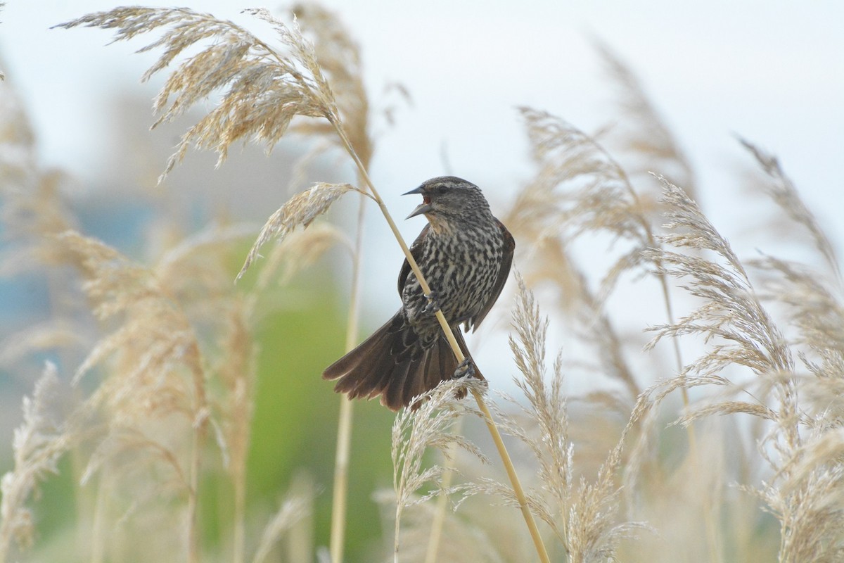 Red-winged Blackbird - ML620533857