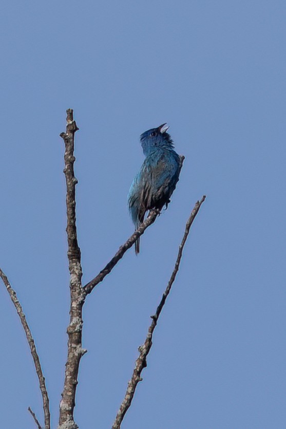 Indigo Bunting - ML620533861