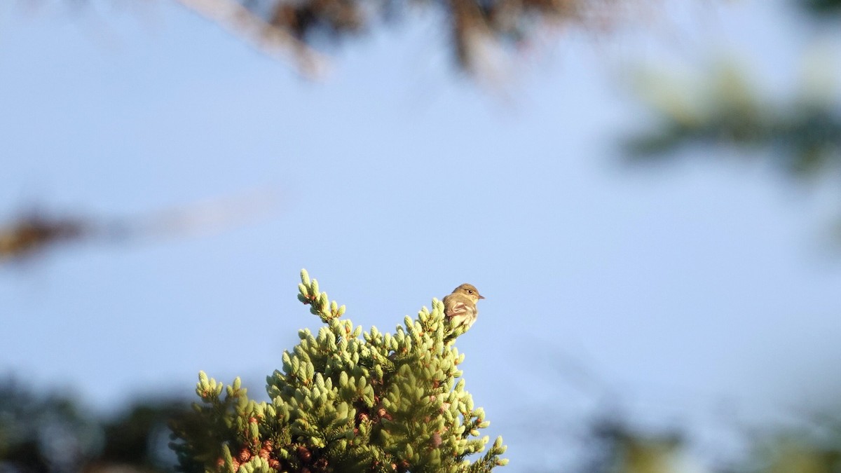 Yellow-bellied Flycatcher - ML620533865