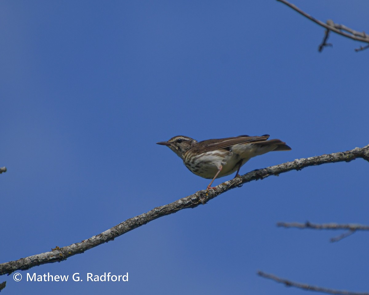 Louisiana Waterthrush - Mathew Radford