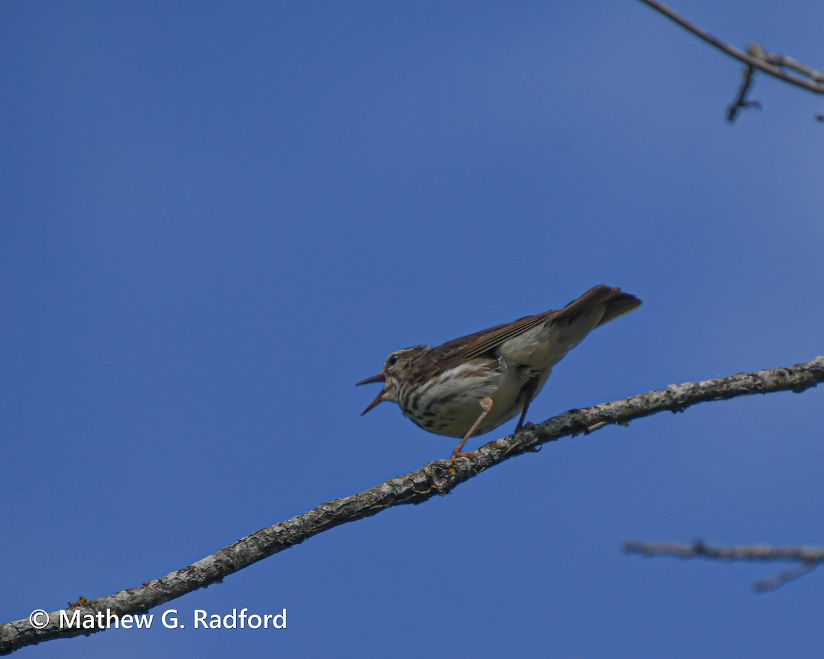 Louisiana Waterthrush - ML620533870