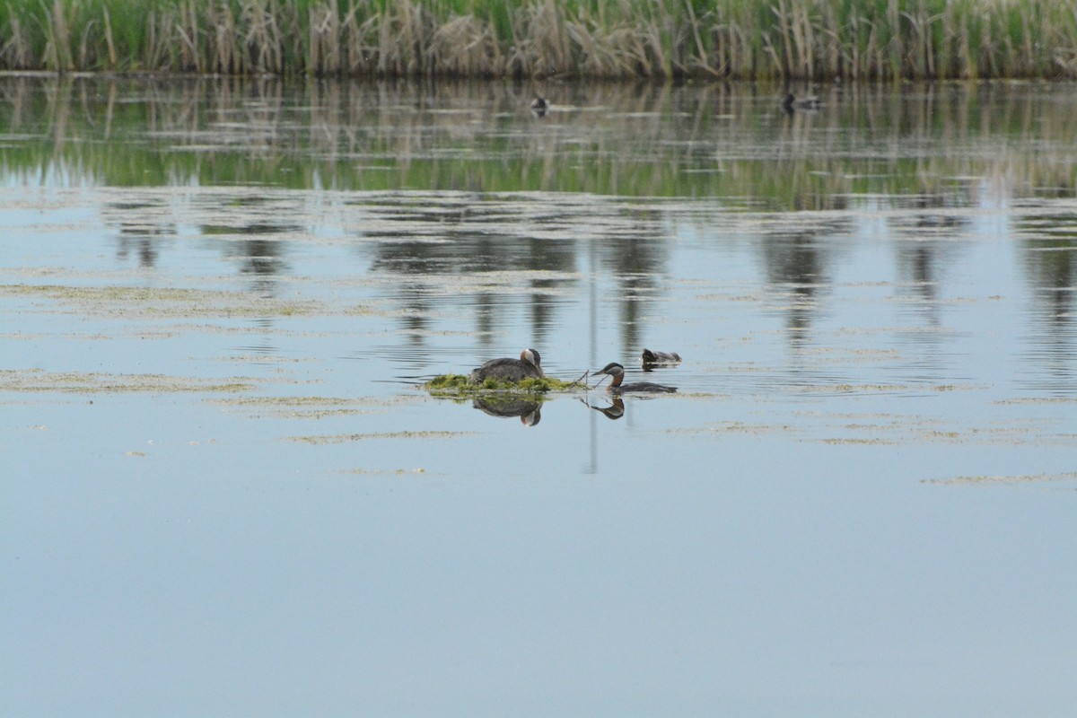 Red-necked Grebe - ML620533874