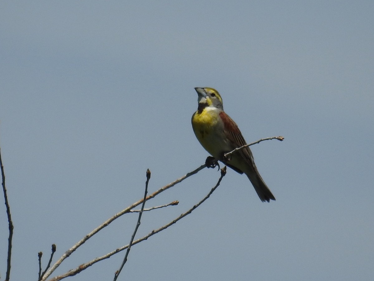 Dickcissel - ML620533877