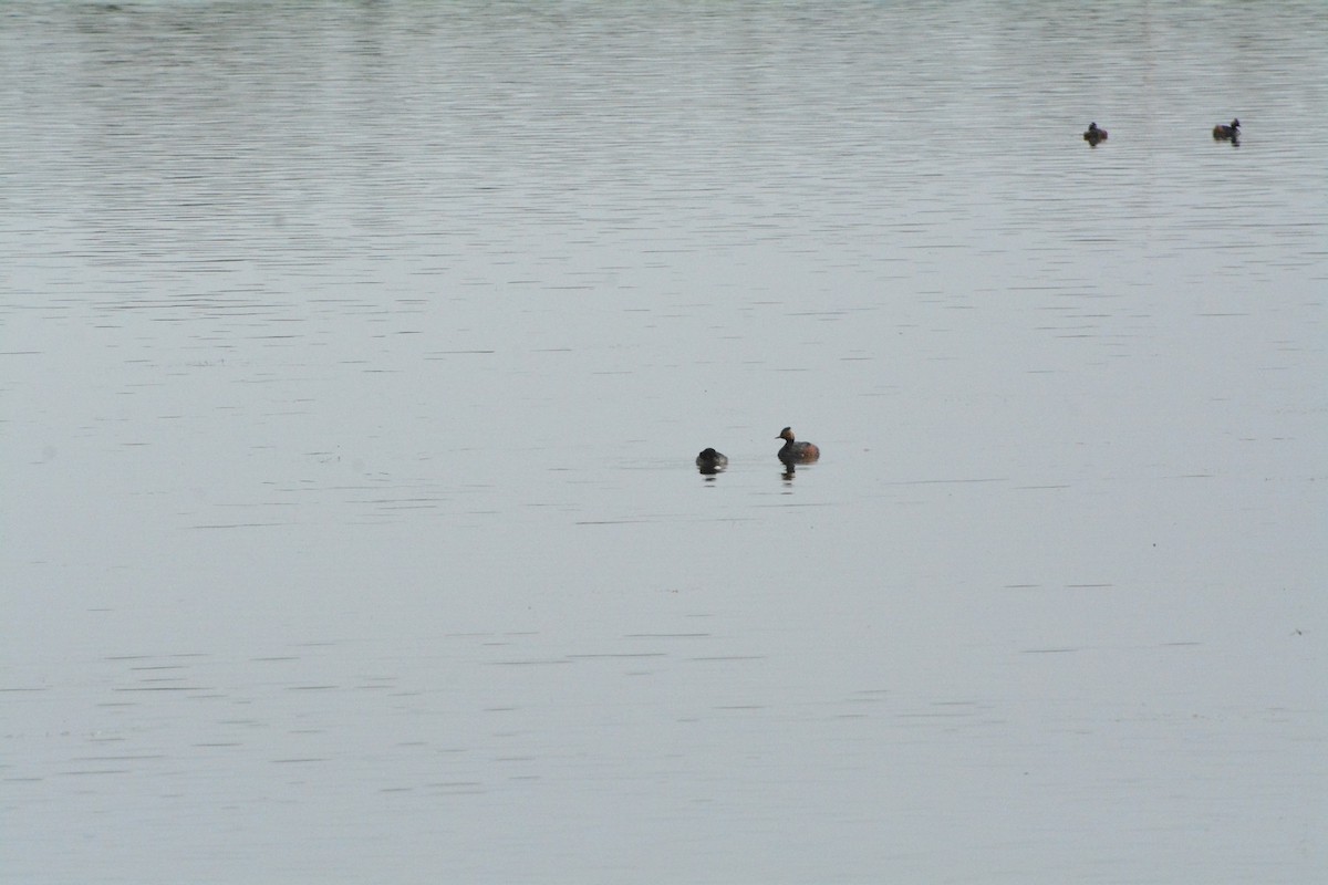 Eared Grebe - ML620533879