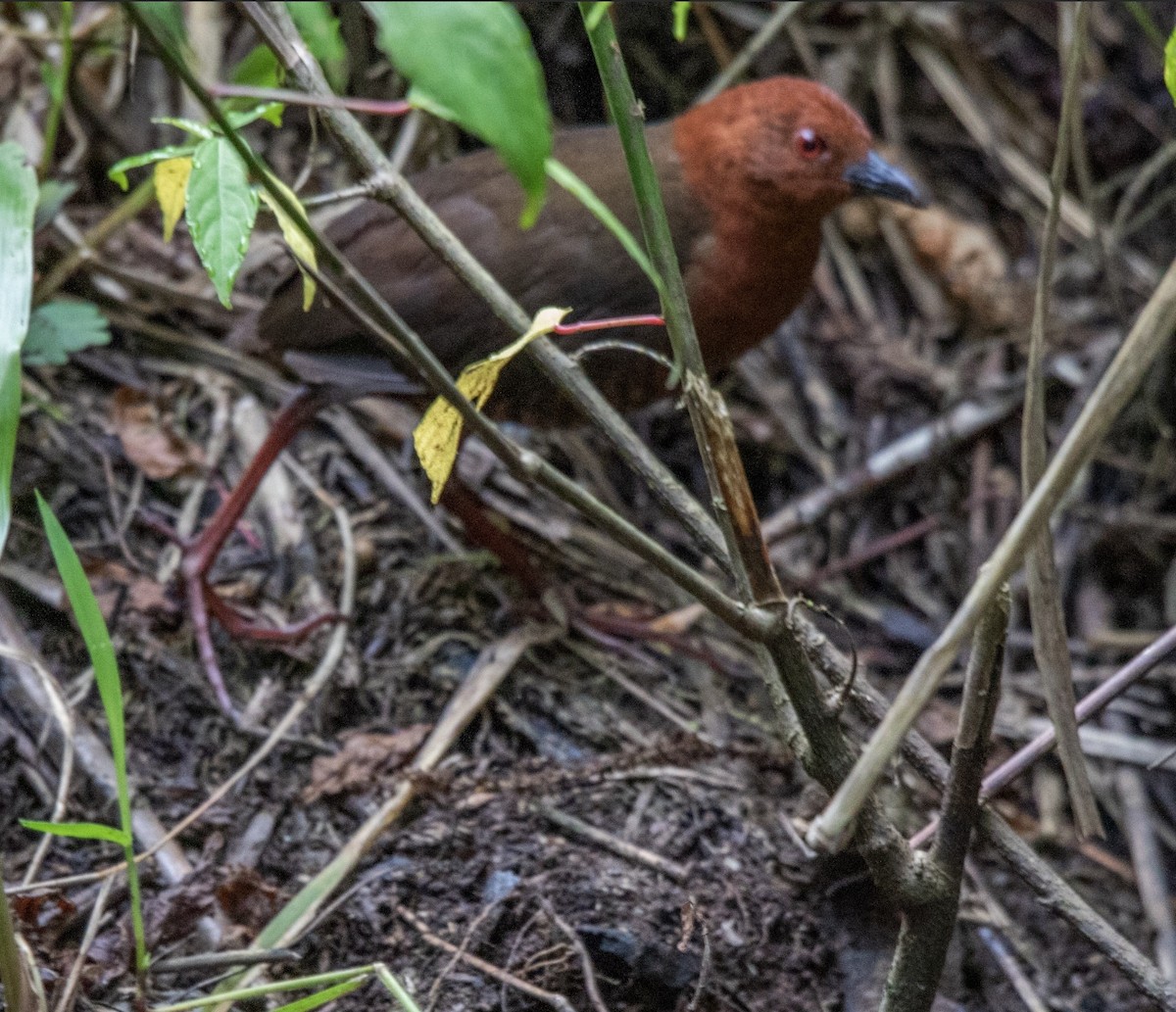 Black-banded Crake - ML620533882