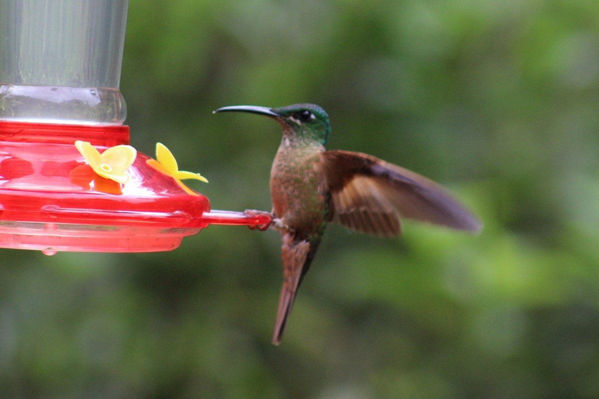 kolibřík hnědobřichý - ML620533886