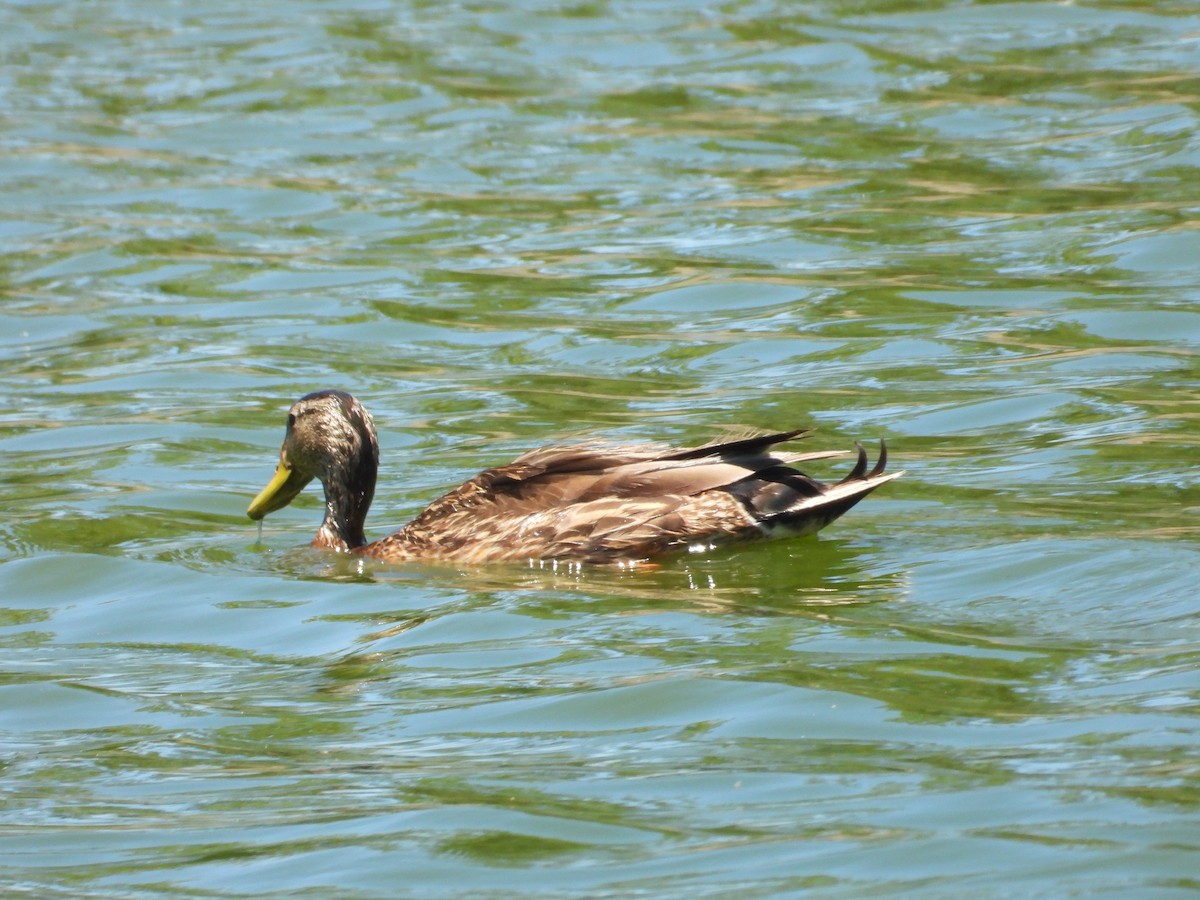 kachna divoká x mexická (hybrid) - ML620533891