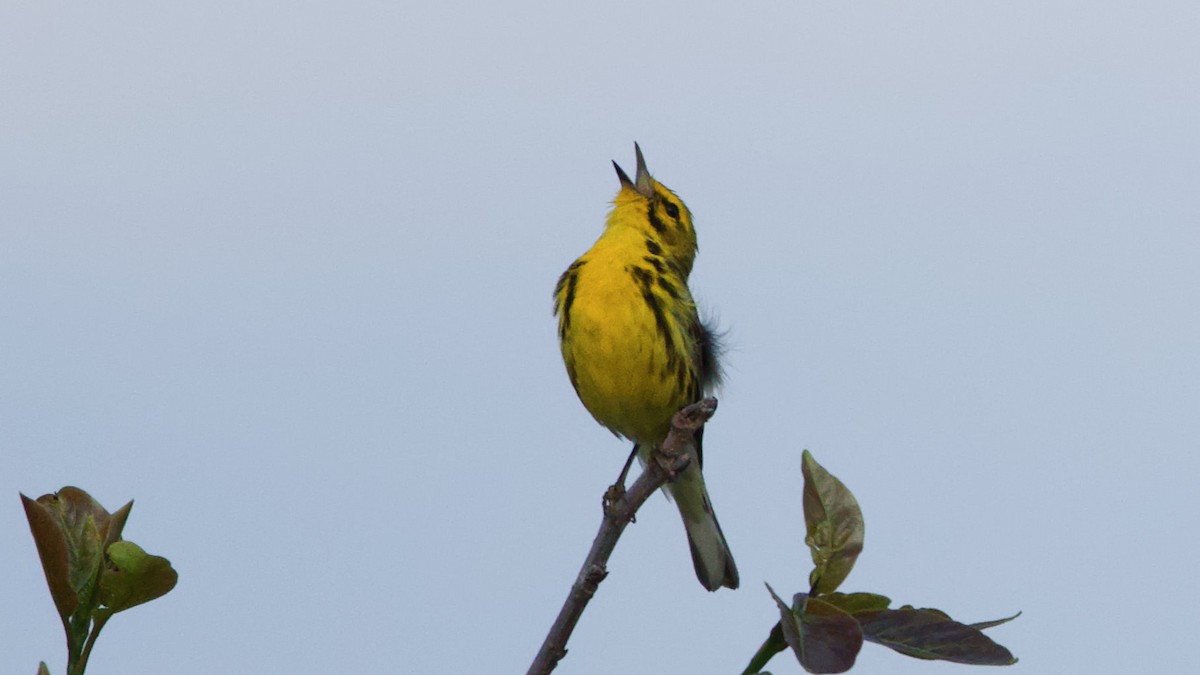 Prairie Warbler - ML620533897