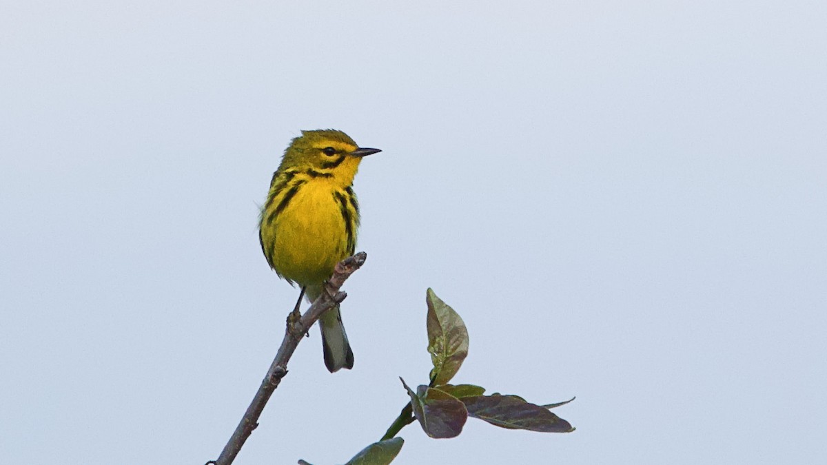 Prairie Warbler - ML620533898