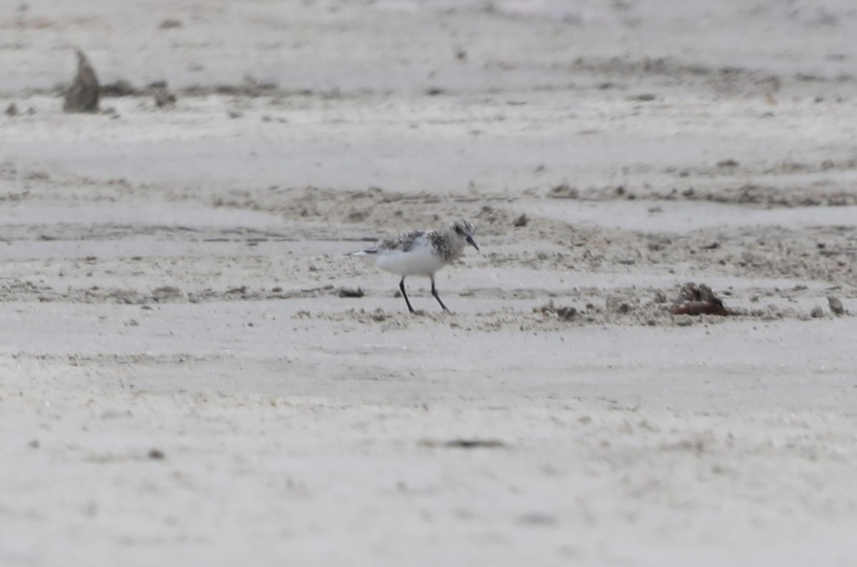 Calidris sp. (peep sp.) - ML620533904