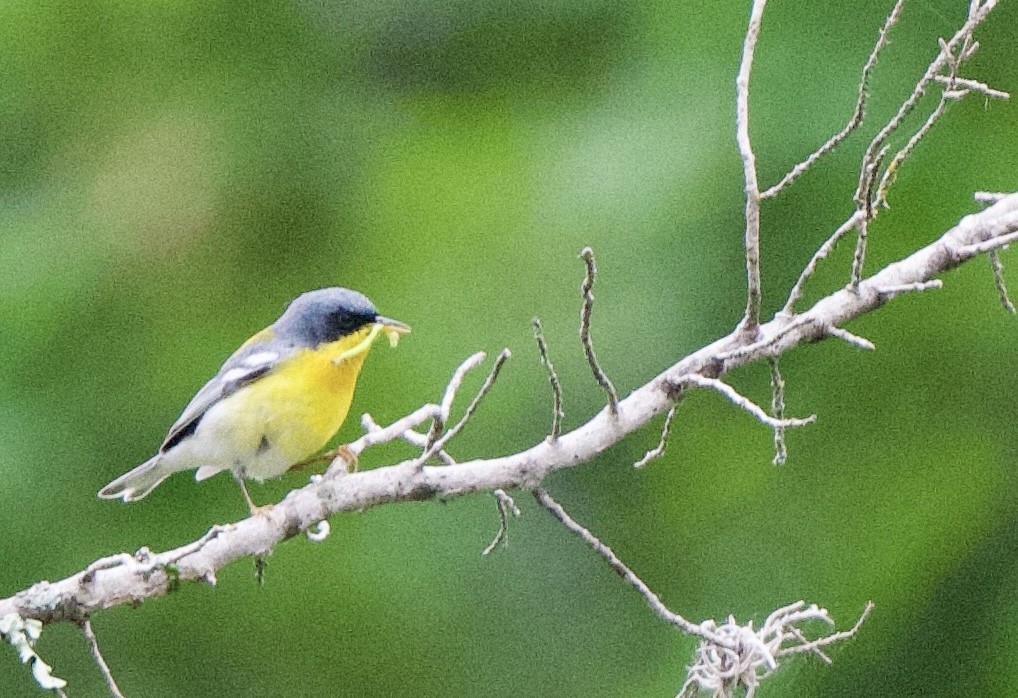 Parula Pitiayumí - ML620533907