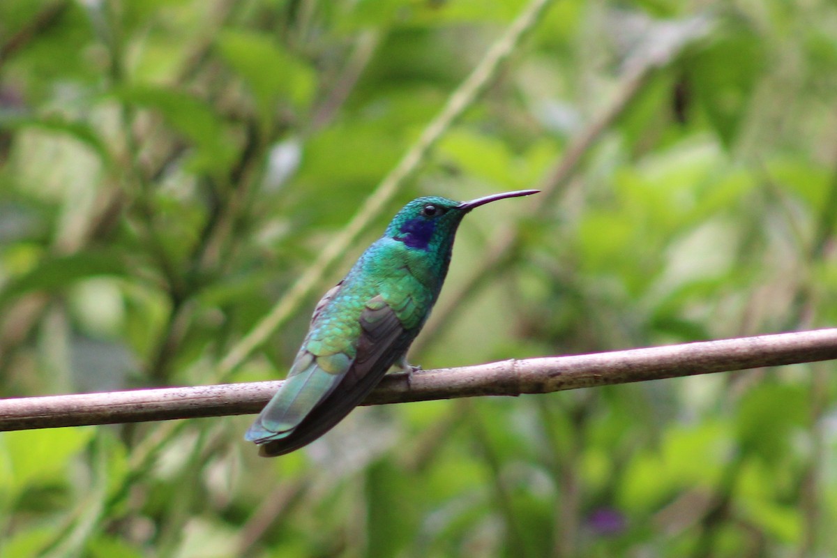 kolibřík modrouchý - ML620533914