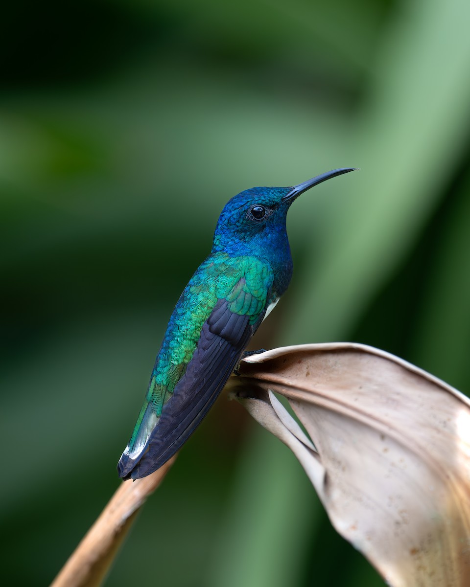 White-necked Jacobin - ML620533915