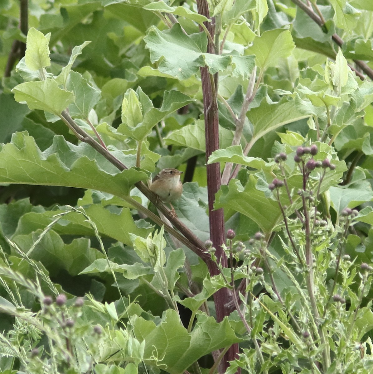 Sedge Wren - ML620533924