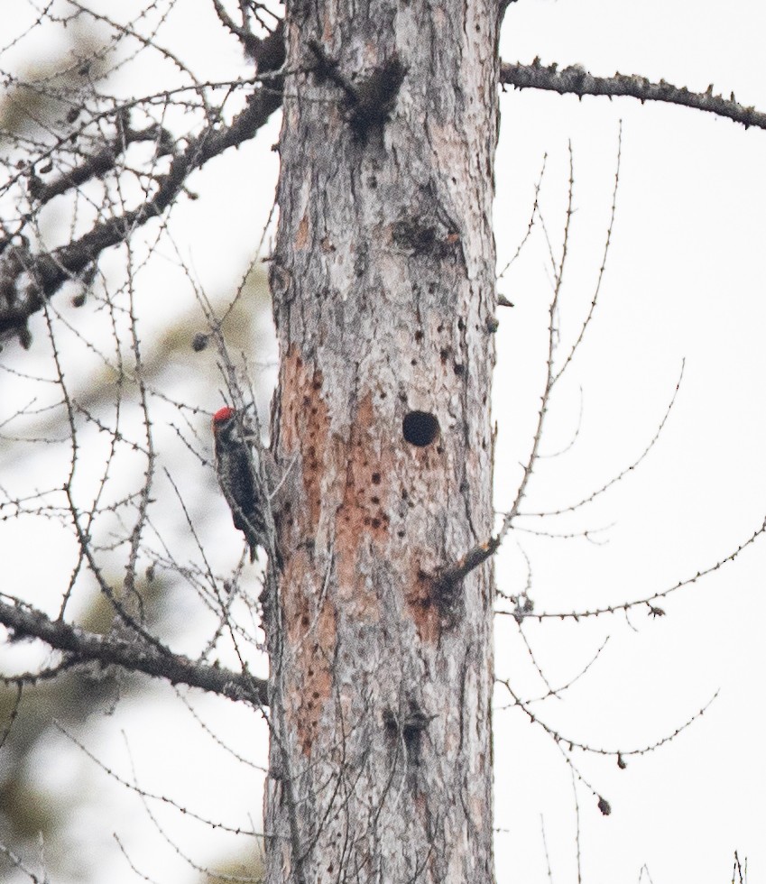 Red-naped Sapsucker - ML620533925