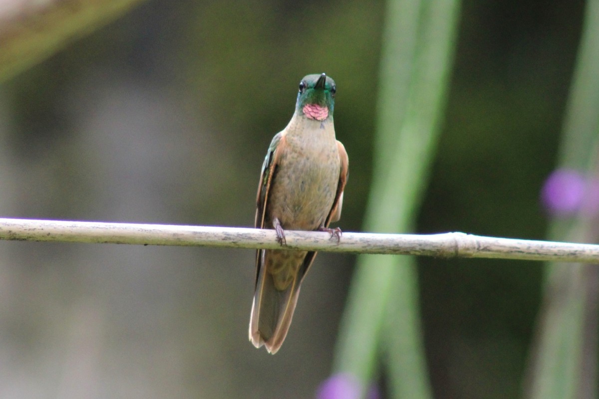 kolibřík hnědobřichý - ML620533926