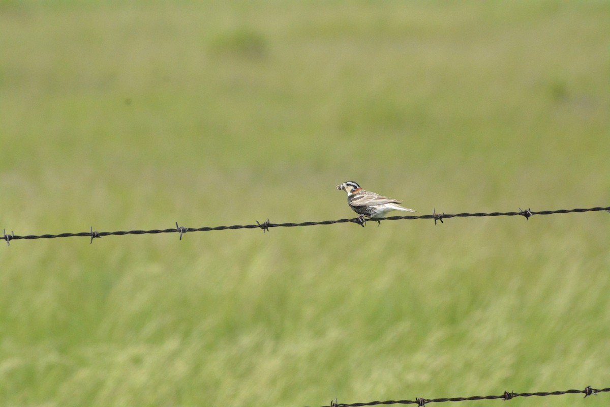 Chestnut-collared Longspur - ML620533928