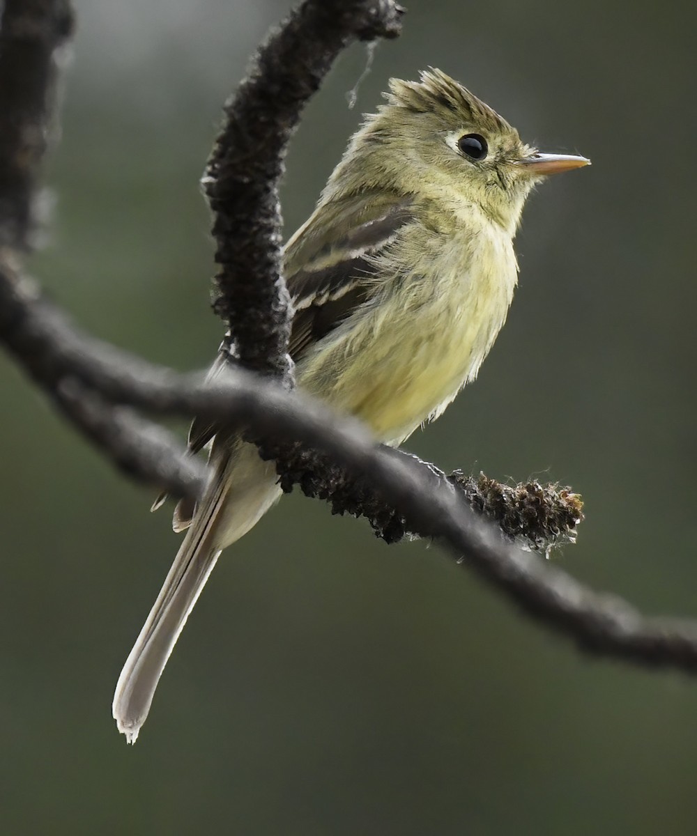 Western Flycatcher (Cordilleran) - ML620533931