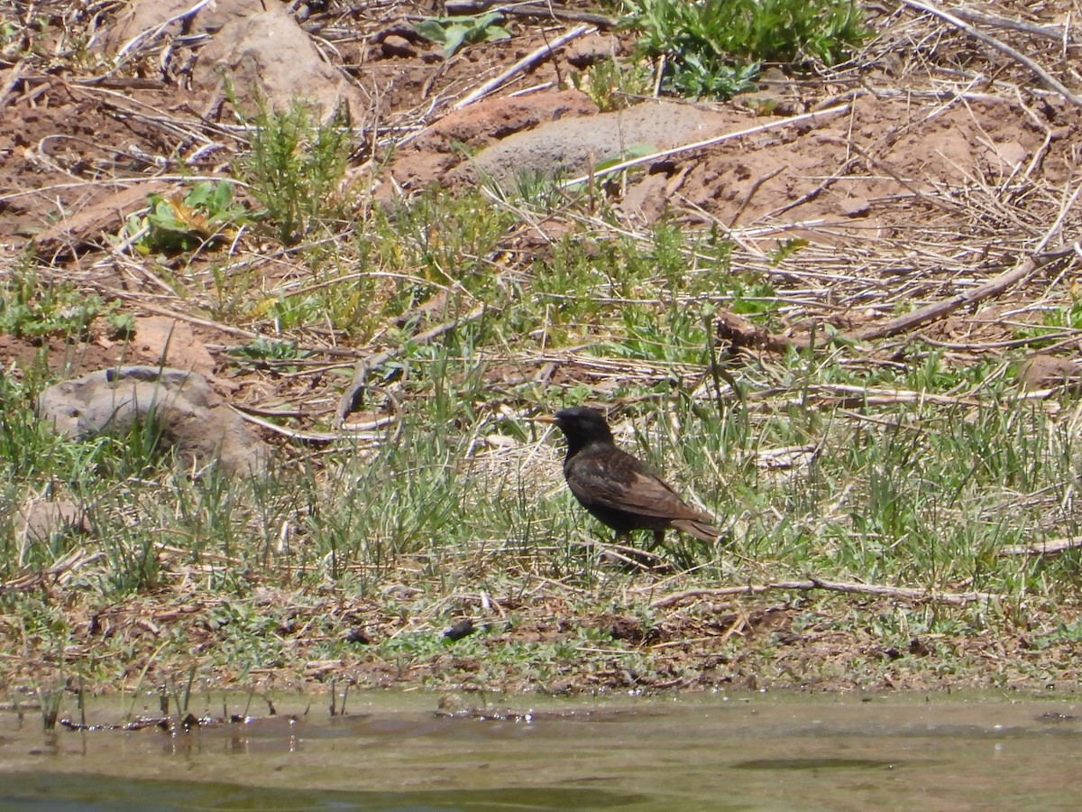 European Starling - ML620533933