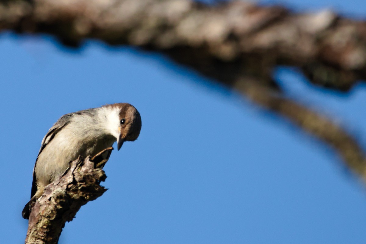 Brown-headed Nuthatch - ML620533934