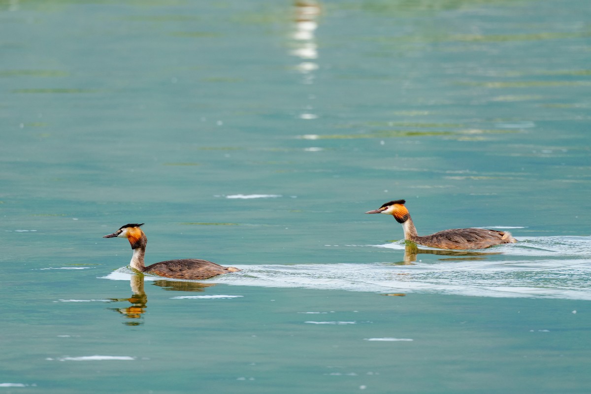 Great Crested Grebe - ML620533935