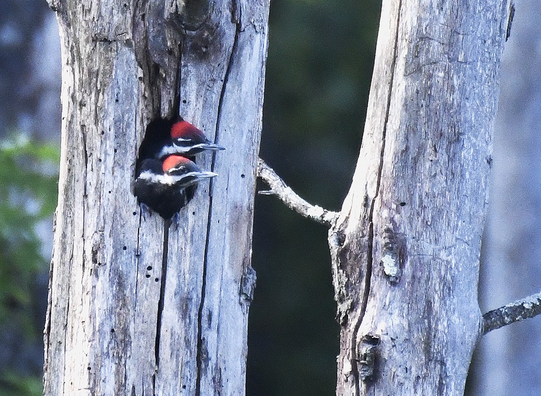 Pileated Woodpecker - ML620533945