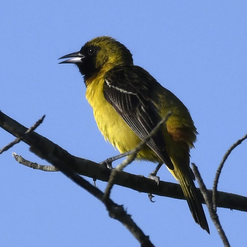 Orchard Oriole - Greg Embree