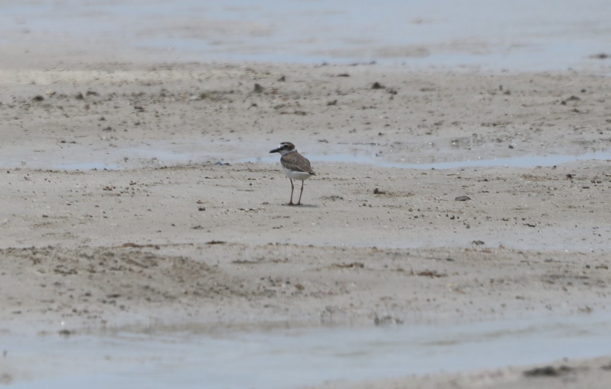 Wilson's Plover - "Chia" Cory Chiappone ⚡️