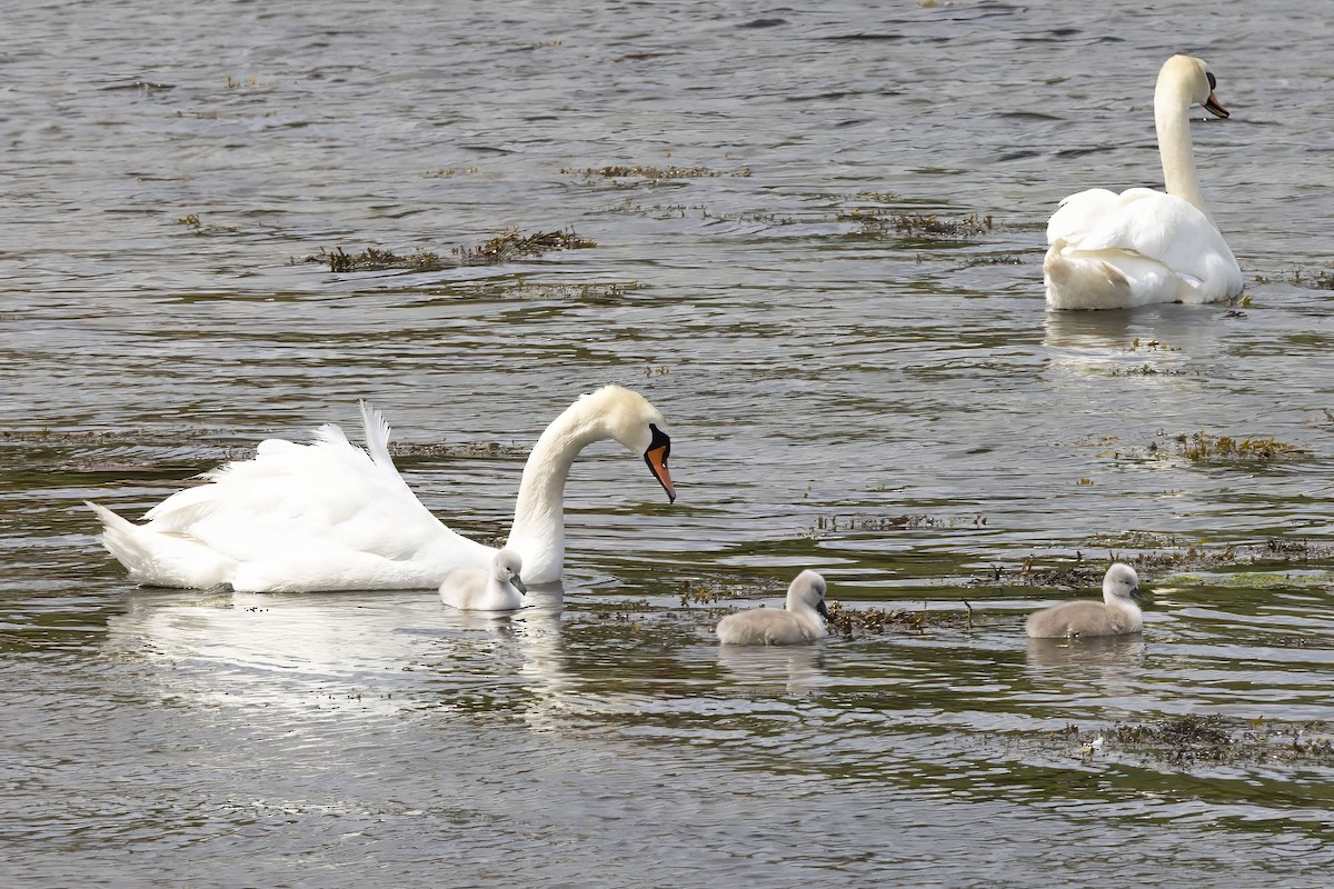 Cygne tuberculé - ML620533961