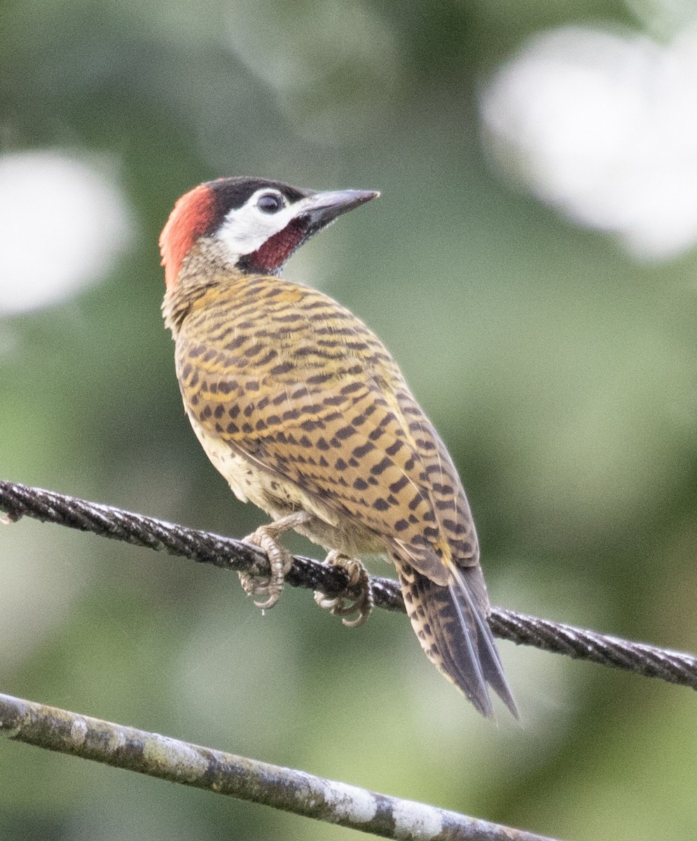 Spot-breasted Woodpecker - Alex Boas