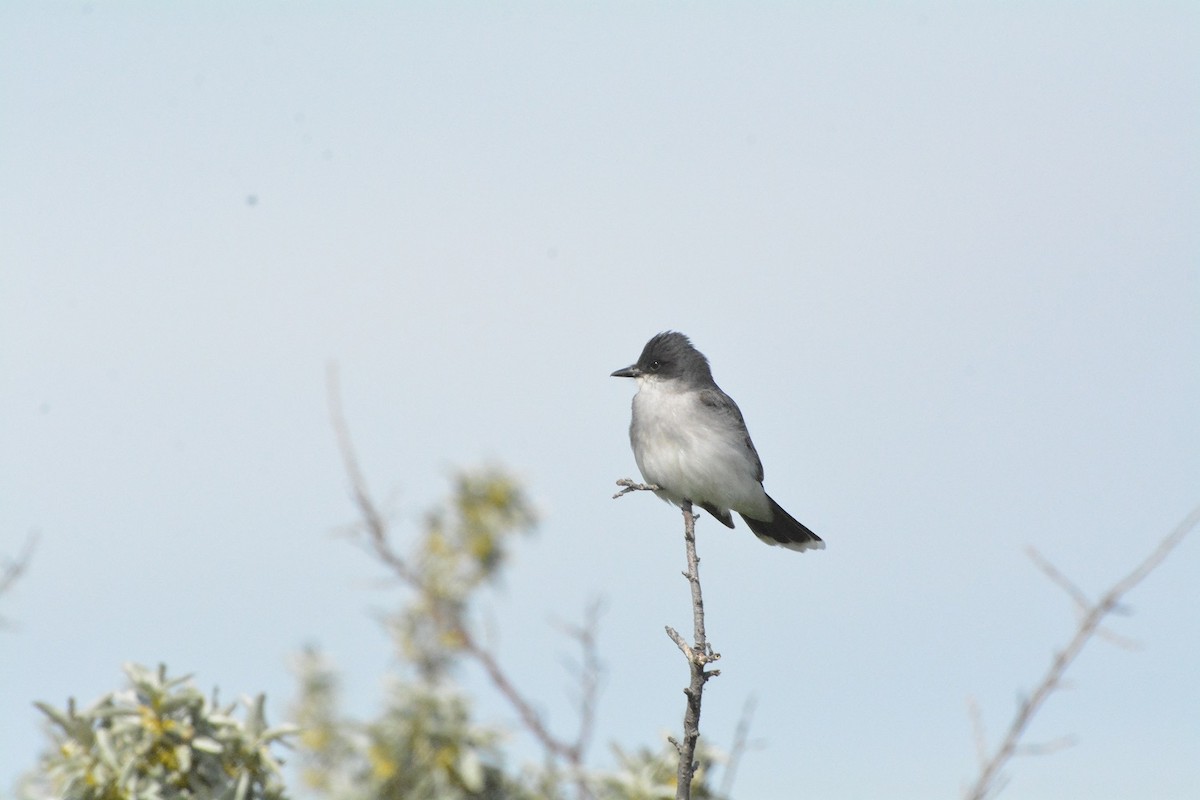 טירן מזרחי - ML620533964