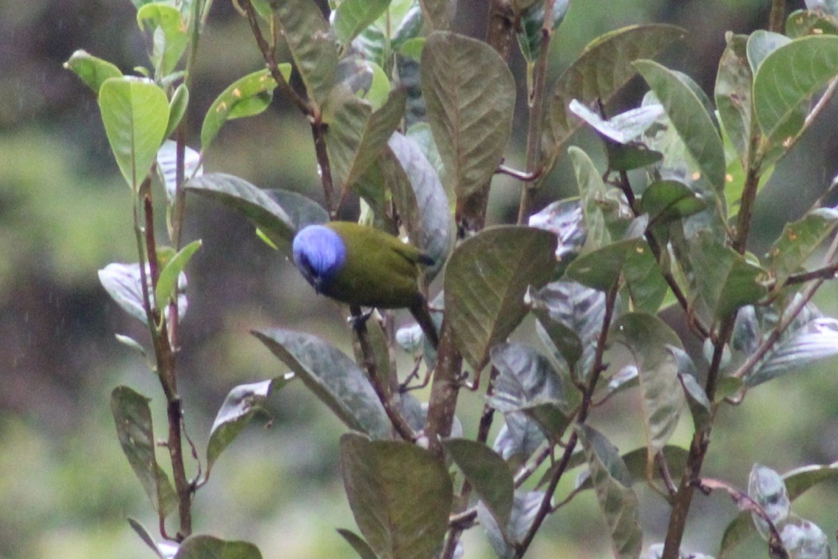 Blue-capped Tanager - ML620533971