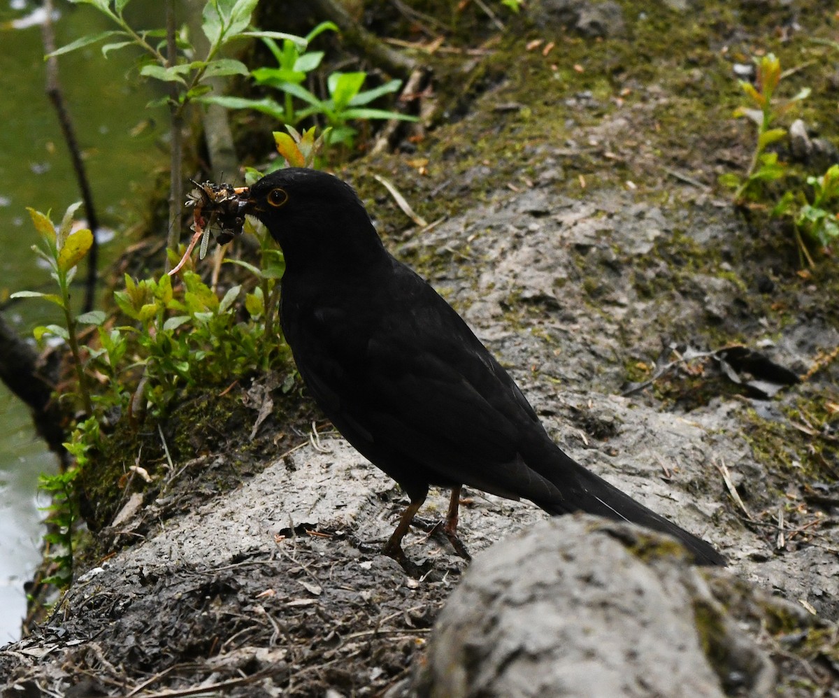 Eurasian Blackbird - ML620533972