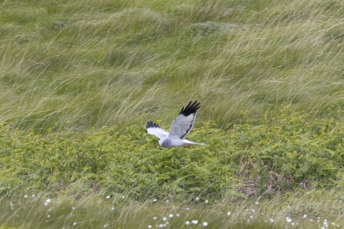 Hen Harrier - ML620533975