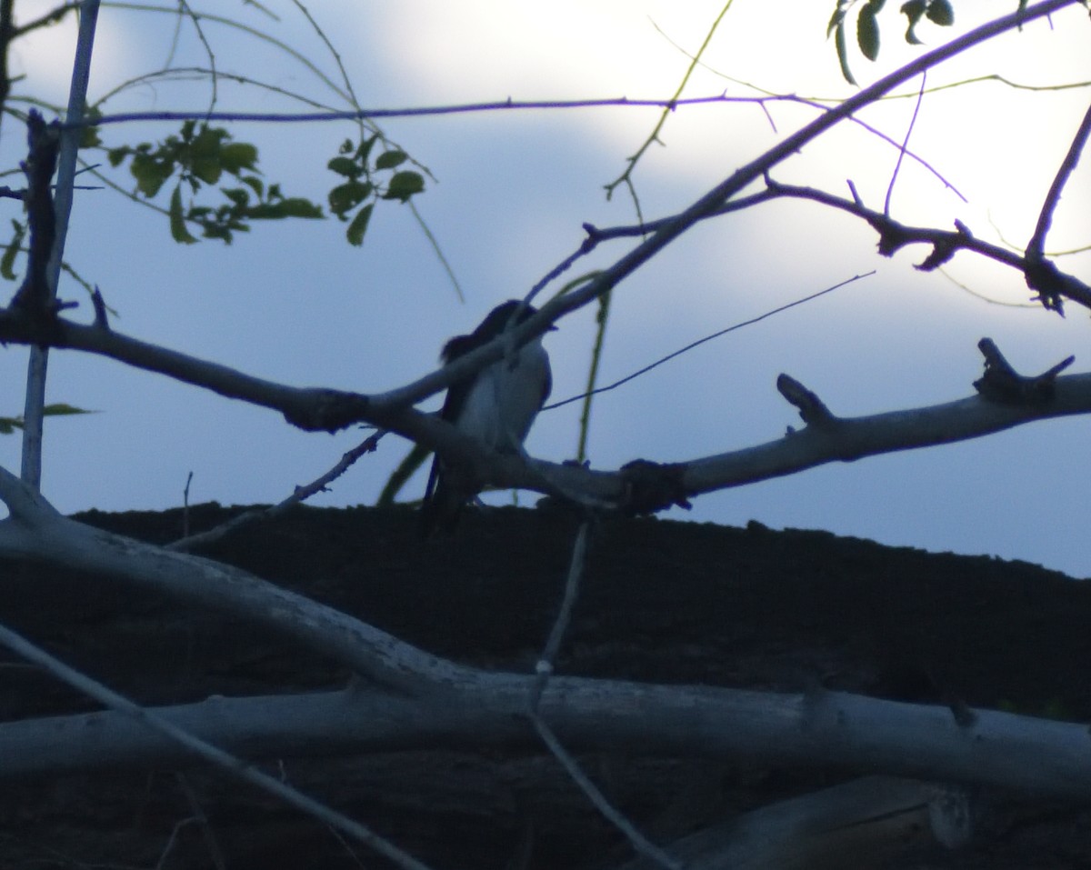 Tree Swallow - Robert Tonge