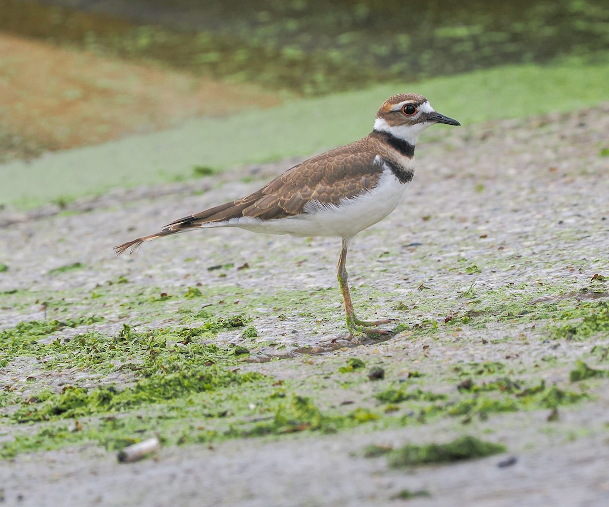 Killdeer - ML620533978