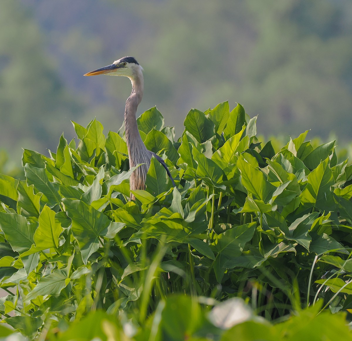 Great Blue Heron - ML620533991